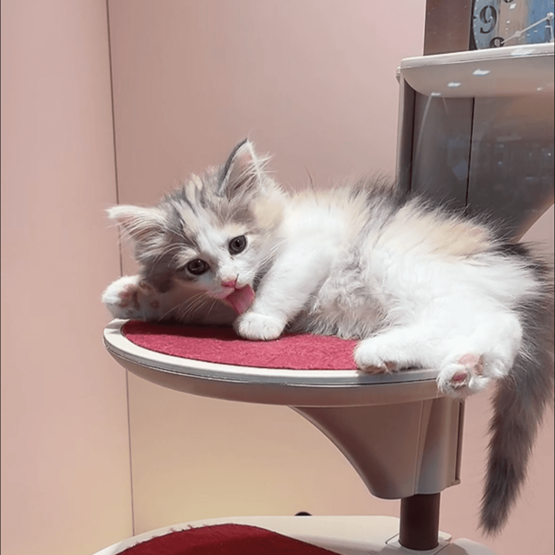 猫の写真